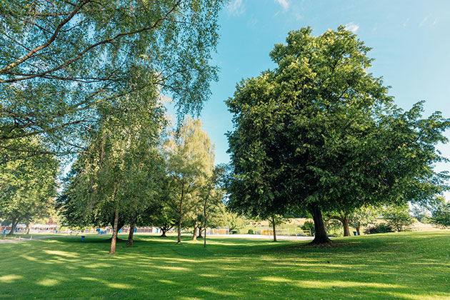 Liegewiese mit Baum